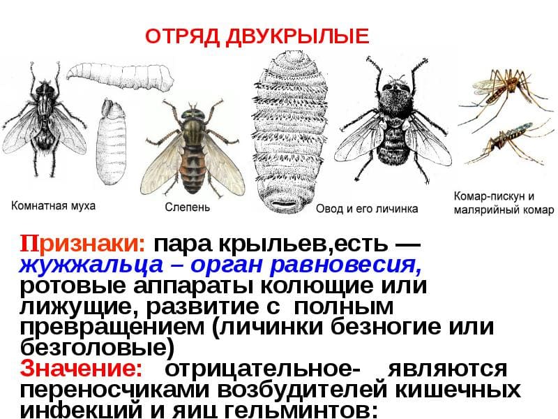 На фото описано про отряд двукрылых